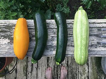 Zucchini roh essen: Ist das giftig?