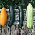Zucchini roh essen: Ist das giftig?