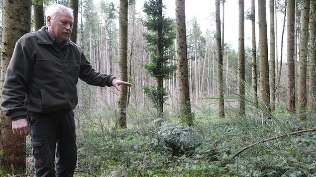 Stefan Distler freut sich &uuml;ber die Setzlinge der K&uuml;stentanne, die im Burker Wald wachsen. Fotos: Barbara Herbst
