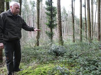 Stefan Distler freut sich über die Setzlinge der Küstentanne, die im Burker Wald wachsen. Fotos: Barbara Herbst