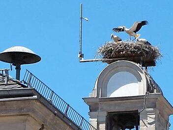 Die H&ouml;chstadter St&ouml;rche freuen sich &uuml;ber den blauen Himmel. Foto: Jann Weckel