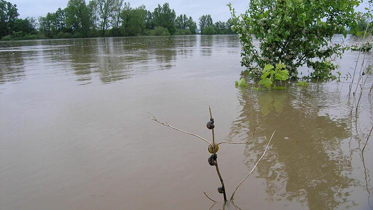 Schnecken retten sich im überfluteten Aischtal. Foto: Andreas Dorsch