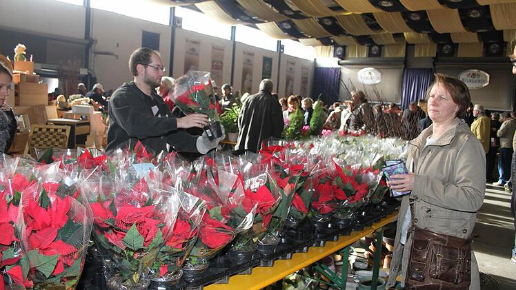 Weihnachtssterne - so weit das Auge reichte. Viele Schnäppchenjäger kauften.