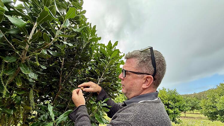 Macadamias in Australien