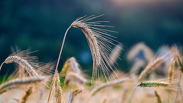 Eine Roggenallergie äußert sich durch verschiedene Symptome.