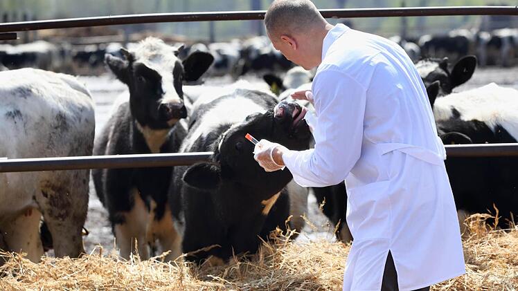 Der Veterinär aus der Region hilft den Tieren komptenet und befreit sie von ihren Leiden.