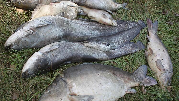 Die toten Fische werden zur Tierkörperverwertungsanlage gebracht. Foto: Matthias Einwag