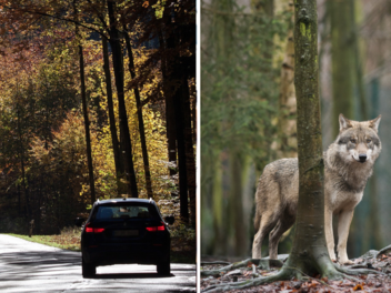 Wolf überfahren