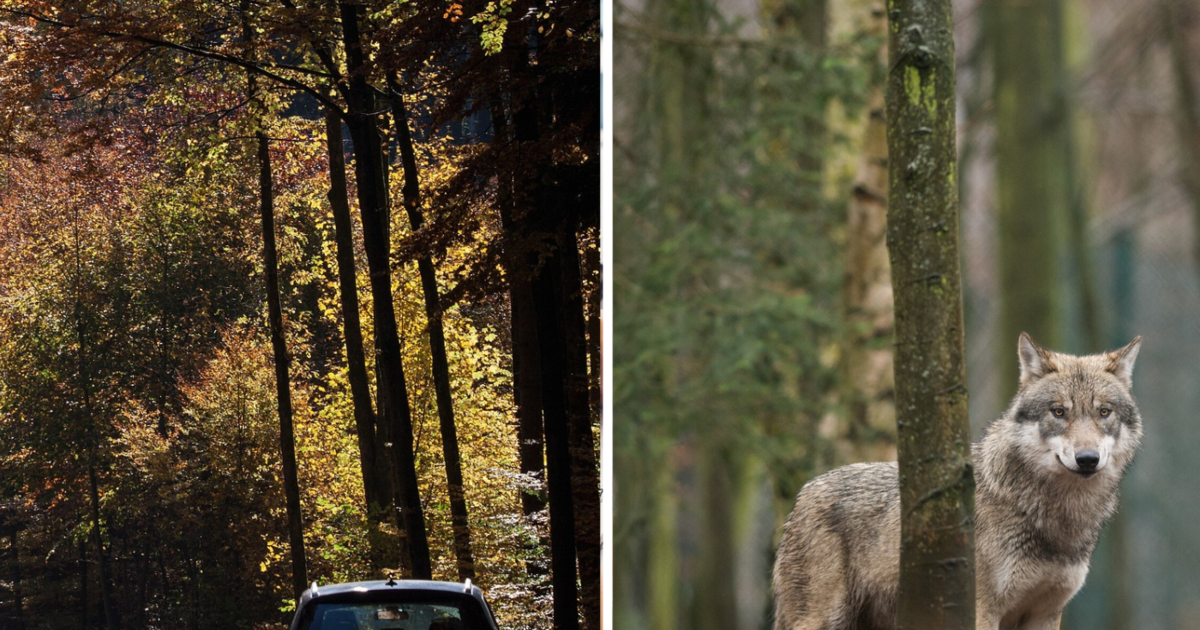 Vors Auto gelaufen Wolf bei Pegnitz überfahren häufen sich die Fälle?