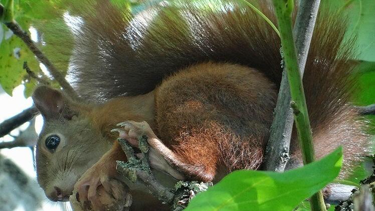3. Preis "Guten Appetit": "Eichhörnchen" von Paul Möschel aus Thurnau.