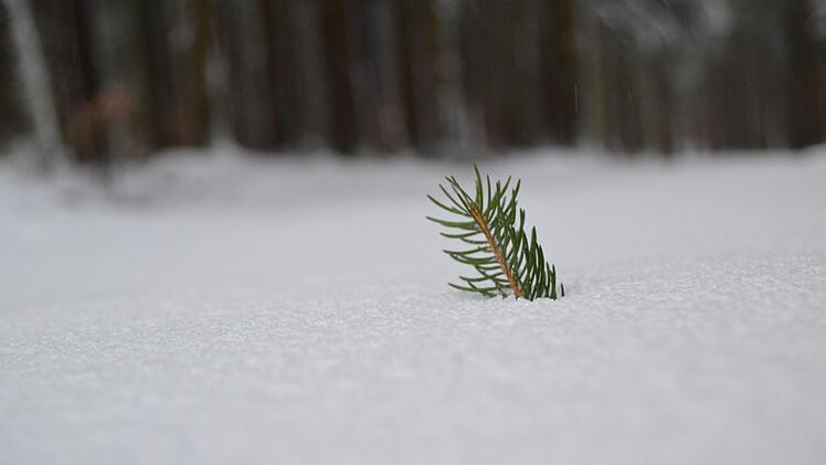 F&uuml;nf bis zehn Zentimeter Schnee liegen auf dem Feuerberg. Foto: Johannes Schlereth