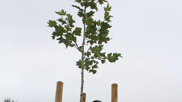 ...pflanzen den Baum...