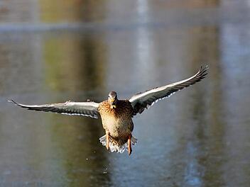 Eine Ente wurde in NRW Opfer eines Unfalls, an dem sie allerdings gar nicht beteiligt war. Foto:pixabay