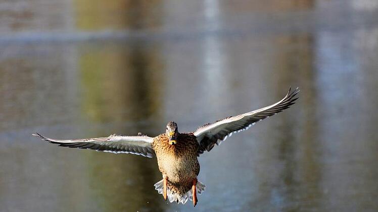 Eine Ente wurde in NRW Opfer eines Unfalls, an dem sie allerdings gar nicht beteiligt war. Foto:pixabay