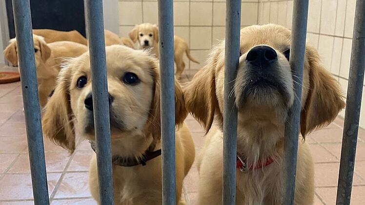 Tierheim Aschaffenburg: Hundewelpen aus illegalem Transport an A3 gerettet