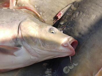 700 Karpfen sind in einem Weiher im Lankreis Forchheim gestorben. Symbolbild: Archiv