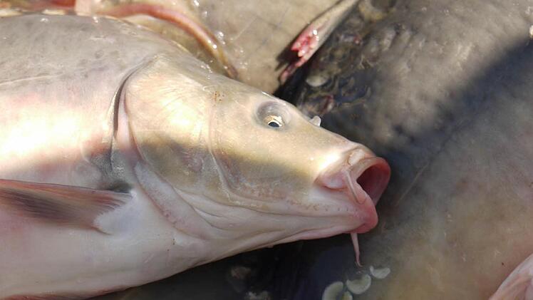 700 Karpfen sind in einem Weiher im Lankreis Forchheim gestorben. Symbolbild: Archiv
