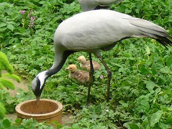 Die Jungfernkranch-Babys mit ihren Eltern am Futtertrog Foto: Alfons Trautner