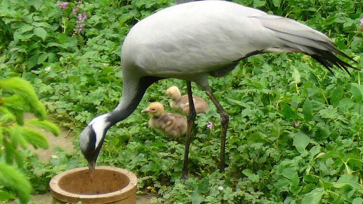 Die Jungfernkranch-Babys mit ihren Eltern am Futtertrog Foto: Alfons Trautner