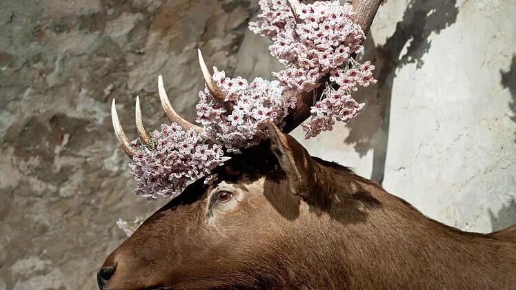 Shige Fujishiro: Hanami, Coburger Glaspreis 2014, Veste Coburg / Foto: Jochen Berger