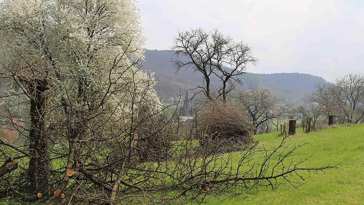 Uunehmend fallen auf dem Walberla Obstbäume mit Hochstamm den Sägen der Landwirte zum Opfer. Fotos: Franz Galster