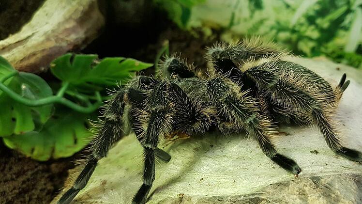 Die Kraushaar-Vogelspinne "Fräulein Flauschig" ist ein "lebendes Fossil" - also ein Tier, das es schon seit Jahrmillionen gibt und sich in diesem langen Zeitraum kaum verändert hat. Foto: Agnes Brath