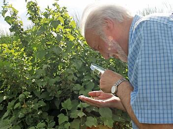 Läuse? Fehlanzeige auf den Johannisbeersträuchern von Gartenexperte Josef Schröder. Was er jetzt beobachtet ist eine Schwebfliegenlarve. Foto: Anja Greiner