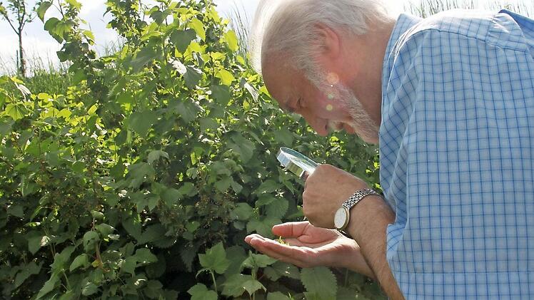 Läuse? Fehlanzeige auf den Johannisbeersträuchern von Gartenexperte Josef Schröder. Was er jetzt beobachtet ist eine Schwebfliegenlarve. Foto: Anja Greiner