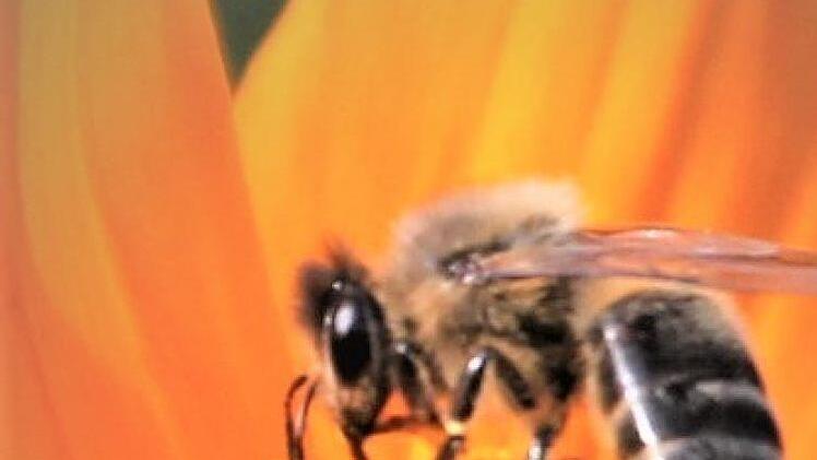 Honigbiene auf einer Tagetesblüte Foto: Jupp Schröder