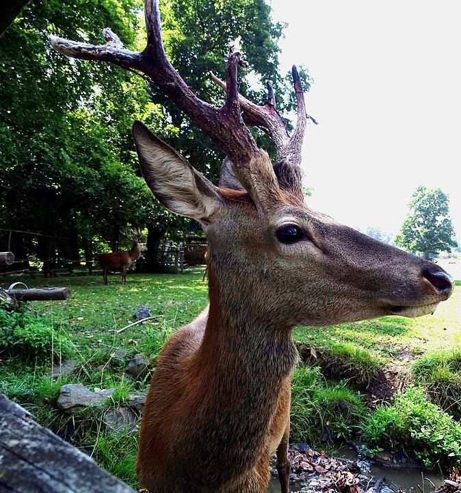 Die schönsten  Wildtieraufnahmen aus Franken