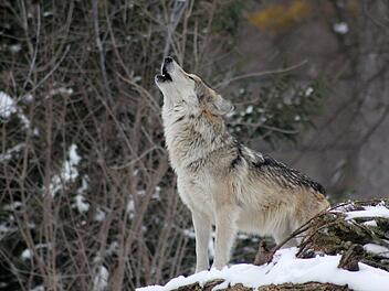 Der Wolf wird gleichermaßen verehrt und verteufelt. Seit einiger Zeit wagt er einen zaghaften Schritt nach Deutschland und scheidet damit die Geister.