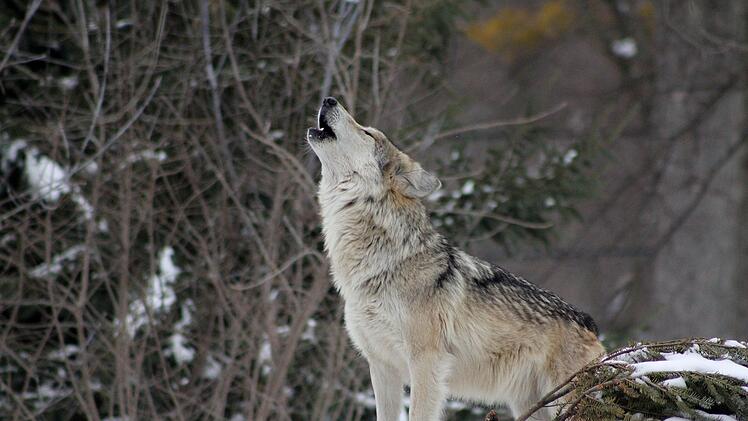 Der Wolf wird gleichermaßen verehrt und verteufelt. Seit einiger Zeit wagt er einen zaghaften Schritt nach Deutschland und scheidet damit die Geister.