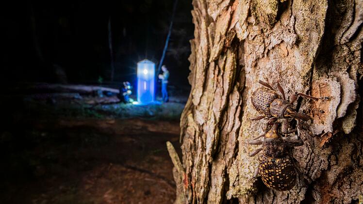 K&auml;ferspezialisten sind beim Insekten-Nachtfang auf einer Waldbrandfl&auml;che. L&auml;rchen-Scheckenr&uuml;ssler krabbeln im Vordergrund.