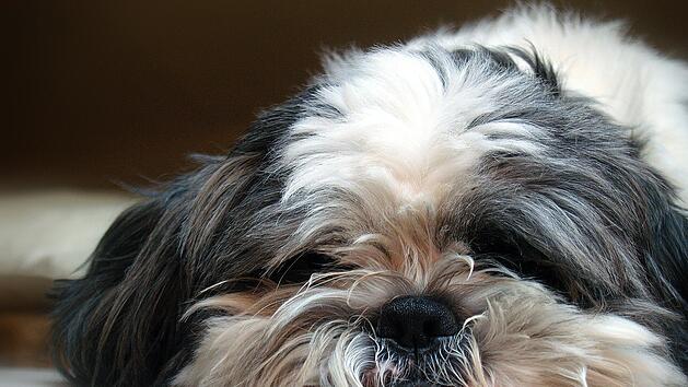 Bamberg: Happy End f&uuml;r "Rocky" - gestohlener Hund zur&uuml;ck bei seinen Lieben