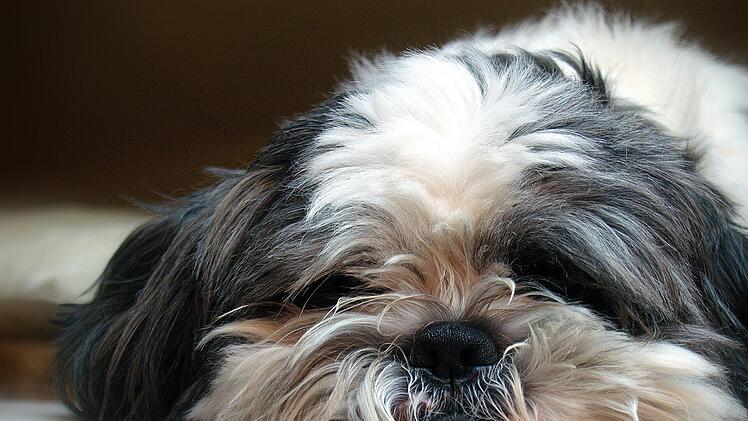 Bamberg: Happy End für "Rocky" - gestohlener Hund zurück bei seinen Lieben