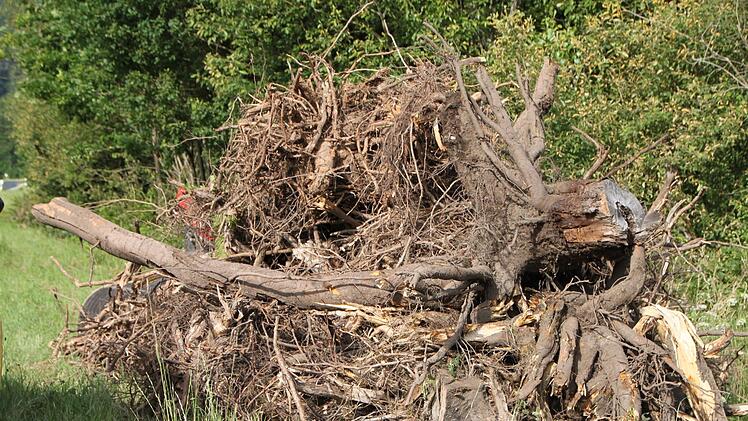 Der Bagger zieht Wurzelstöcke aus dem Boden. Foto: Ulrike Müller