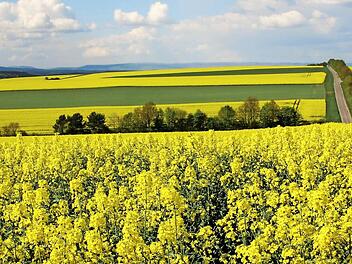 Ein sonniger Anblick: Auf den Höhen zwischen Münnerstadt und Poppenlauer steht der Raps in voller Blüte. Die Bestände sind heuer gut gewachsen. Die tief wurzelnde Pflanze hat bislang noch ausreichend Flüssigkeit im Boden finden können. Foto: Heike Beudert