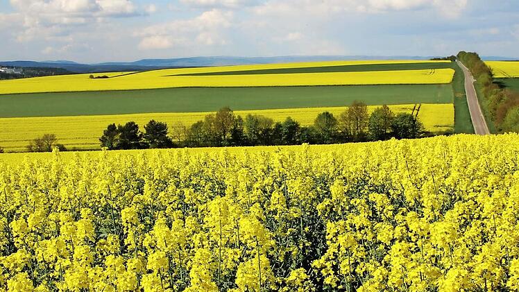 Ein sonniger Anblick: Auf den Höhen zwischen Münnerstadt und Poppenlauer steht der Raps in voller Blüte. Die Bestände sind heuer gut gewachsen. Die tief wurzelnde Pflanze hat bislang noch ausreichend Flüssigkeit im Boden finden können. Foto: Heike Beudert
