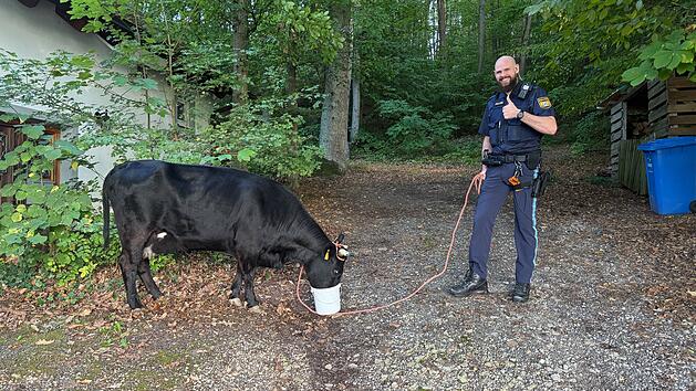 Forchheim: Polizei sucht entlaufene Kuh und ihr Kalb