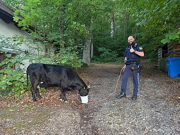 Forchheim: Polizei sucht entlaufene Kuh und ihr Kalb