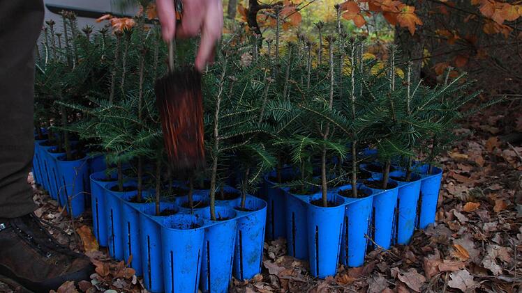 Stadtförster Alexander Maunz erklärt, warum ein Rundumschlag dem Wald neue Kraft verleiht und warum Kroatien für den Kissinger "Wald der Zukunft" Vorbild sein kann. Foto: Carmen Schmitt