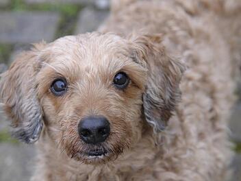 Tommy ist es gewohnt in einer Familie zu leben. Im Tierheim hat er jetzt eine schwere Zeit und wartet sehns&uuml;chtig auf ein neues Zuhause. Foto: Tierheim