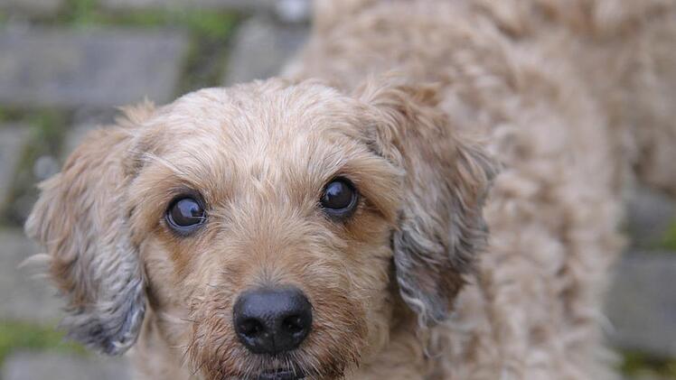 Tommy ist es gewohnt in einer Familie zu leben. Im Tierheim hat er jetzt eine schwere Zeit und wartet sehns&uuml;chtig auf ein neues Zuhause. Foto: Tierheim