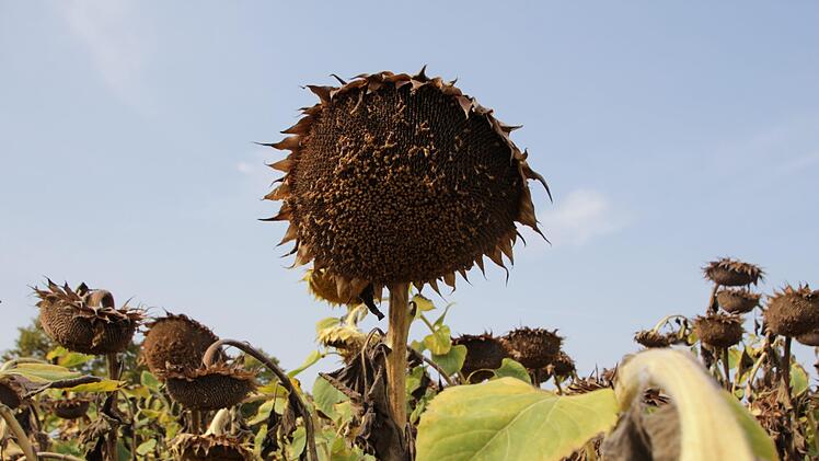 Im Juli schmückten üppige Sonnenblumen Frimmersdorf.   Mittlerweile sind die Pflanzen verblüht und  erntereif.  Wenn das Wetter mitspielt, wird kommende Woche gedroschen. Dann kommen die  Kerne in belüftete Silos. Foto: Christian Bauriedel