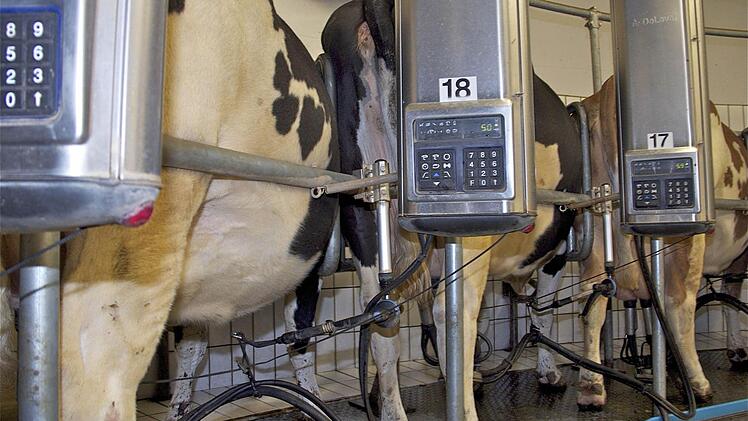 In Reih und Glied geht es zum Melken. Foto: Gerd Schaar