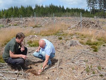 Revierförster Martin Körlin (links) und Bürgermeister Peter Ebertsch begutachten die Anpflanzung von Libanonzedern im Gemeindewald bei Langenau und setzen auf alternative Baumarten für die Zukunft des Waldes im Frankenwald, um die mittlerweile zahlreichen Kahlflächen wieder mit Bäumen zu beleben.  Foto: K.-H. Hofmann