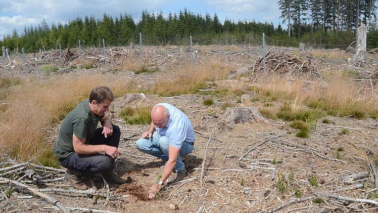 Revierförster Martin Körlin (links) und Bürgermeister Peter Ebertsch begutachten die Anpflanzung von Libanonzedern im Gemeindewald bei Langenau und setzen auf alternative Baumarten für die Zukunft des Waldes im Frankenwald, um die mittlerweile zahlreichen Kahlflächen wieder mit Bäumen zu beleben.  Foto: K.-H. Hofmann
