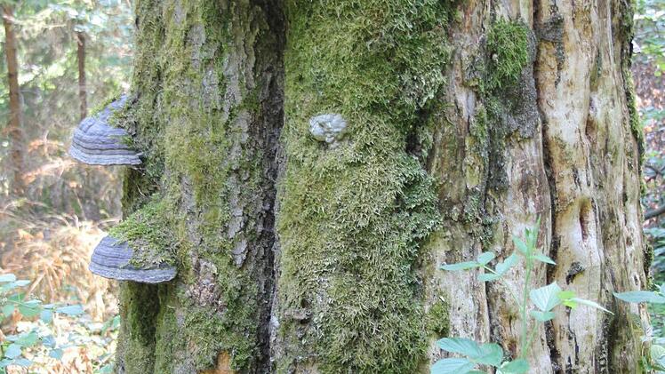 Der Stumpf der abgestorbenen Buche mit den Zunderschwämmen  Foto: Friedwald Schedel