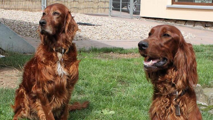 Die Eltern: Dass sich ihr Irish-Setter Whiskey (9, links) und Hündin Emma (1,5 Jahre) "so gut verstehen", hätten die Seuferts nicht gedacht.