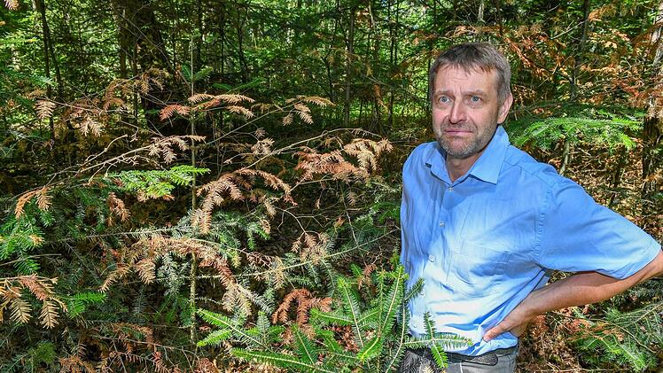 Selbst die wärmeliebende Tanne macht Probleme: Stephan Keilholz.